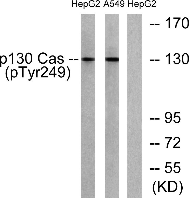 Anti-Phospho-p130 Cas (Tyr249) Polyclonal Antibody