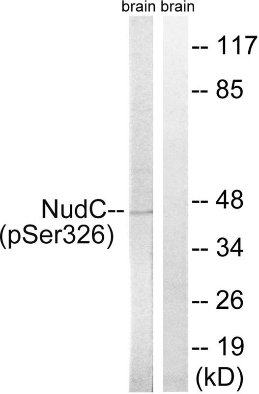 Anti-Phospho-NUDC (Ser326) Polyclonal Antibody