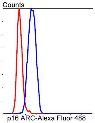 Anti-p16 ARC Antibody (3G504)