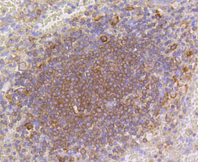 Anti-p16 ARC Antibody (3G504)