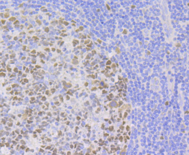 Anti-p150 Antibody (3W818)