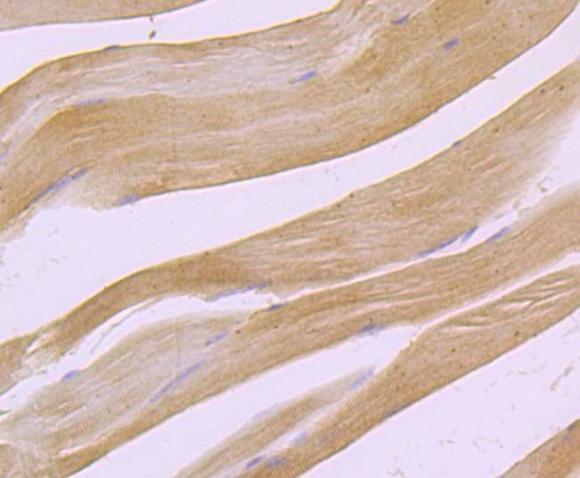 Anti-PDHA1 Antibody (9B780)