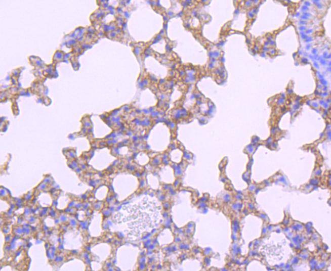 Anti-PD-L1 Antibody (8A865)