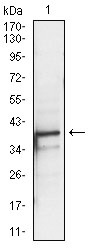 Anti-PBK/TOPK Antibody (6C84)