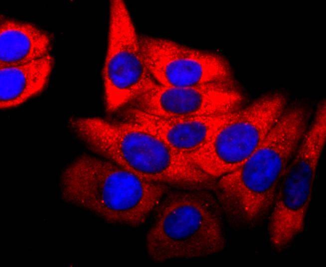 Anti-PDHA1 Antibody (9B780)