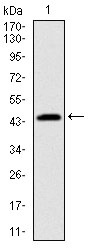 Anti-PBK/TOPK Antibody (6C84)
