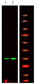 Anti-Phospho-PDX1 (Ser61) Polyclonal Antibody