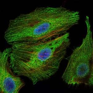 Anti-PBK/TOPK Antibody (6C84)