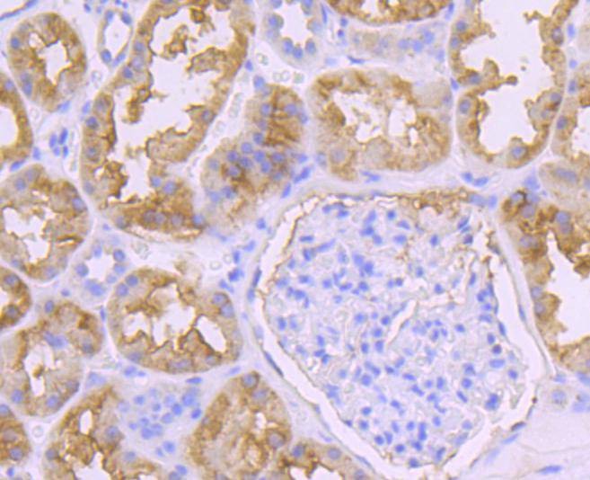 Anti-PDHA1 Antibody (9B780)