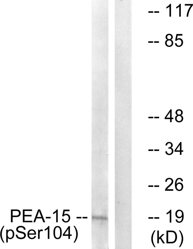 Anti-Phospho-PEA15 (Ser104) Polyclonal Antibody