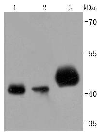 Anti-PDHA1 Antibody (9B780)