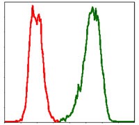 Anti-PBK/TOPK Antibody (6C84)