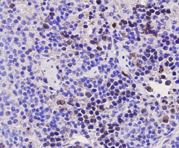Anti-PCNA Antibody (8X645)