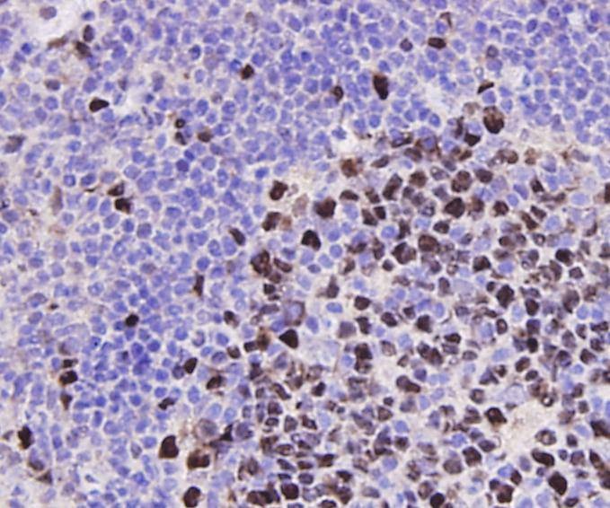 Anti-PCNA Antibody (8X645)