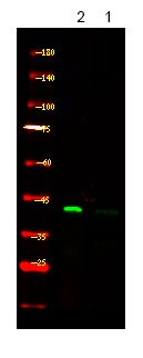 Anti-Phospho-PDHA1/2 (Ser293/291) Polyclonal Antibody