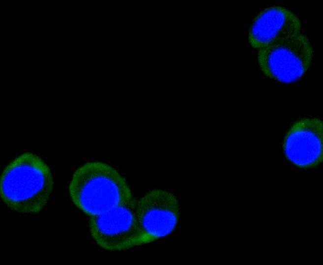 Anti-Phospho-PTK2 (Tyr397) Antibody (9L726)