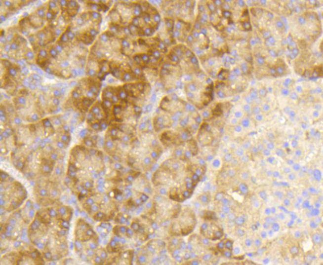Anti-Phospho-eIF2α (Ser51) Antibody (1F908)