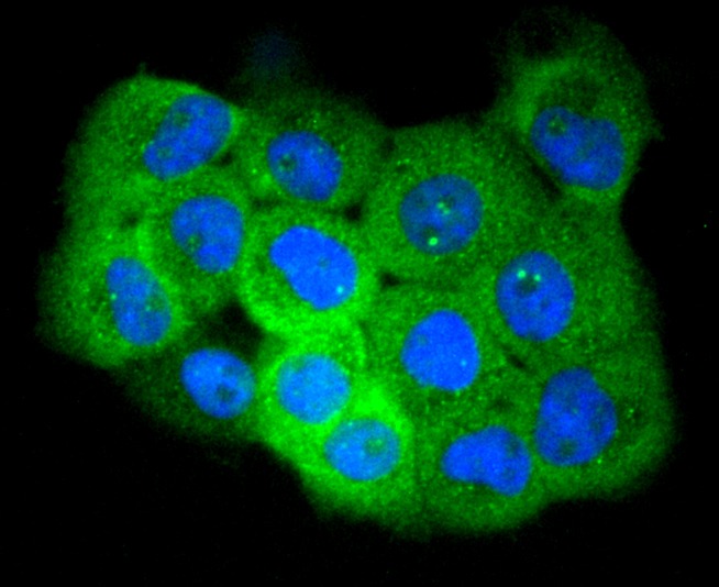 Anti-Phospho-EGFR (Ser695) Antibody (1J343)