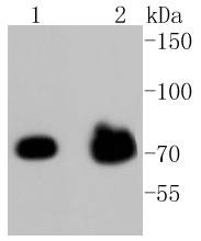 Anti-Phospho-FOXO3 (Ser253) Antibody (7U72)