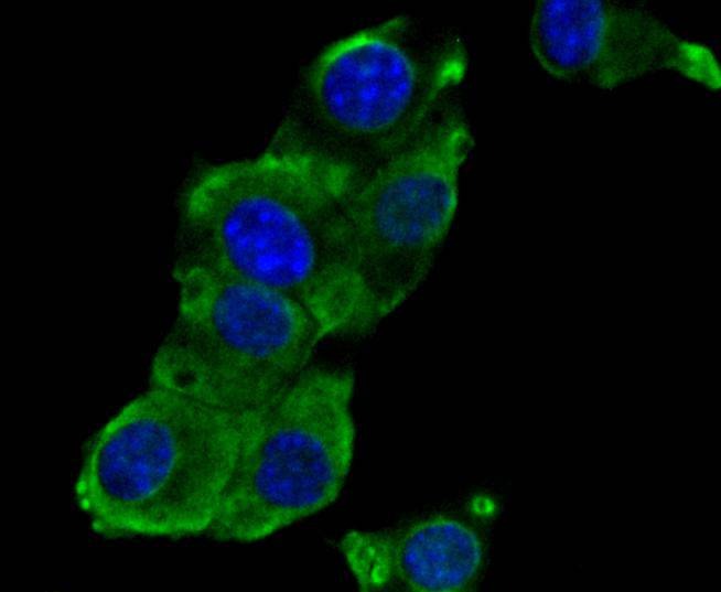 Anti-Phospho-EGFR (Y1173) Antibody (4R680)