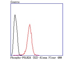 Anti-Phospho-POLR2A (Ser2) Antibody (2B504)
