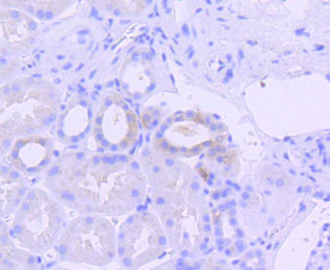 Anti-Phospho-EIF2AK2 (Thr446) Antibody (2N330)