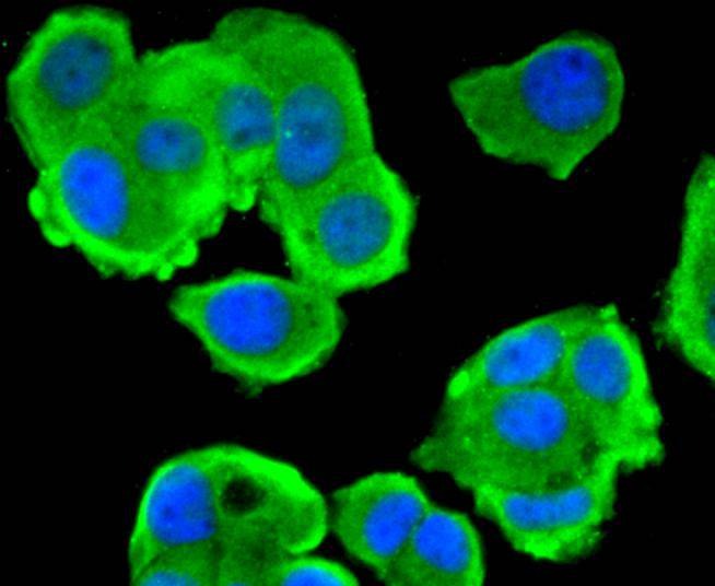 Anti-Phospho-PTEN (Ser380) Antibody (6S492)