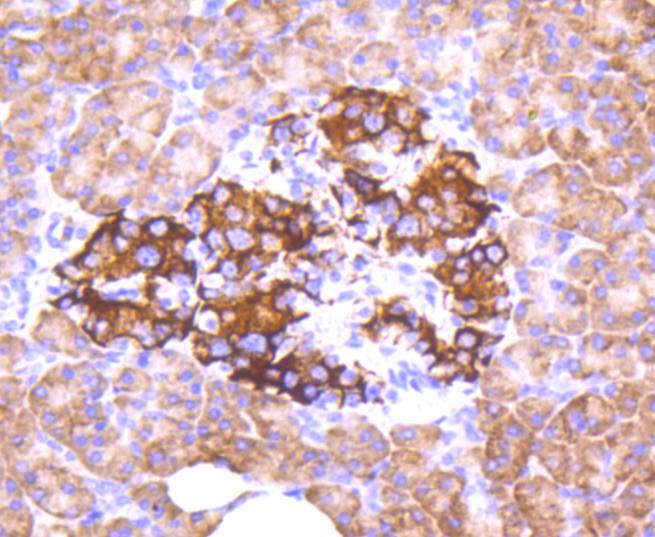 Anti-Phospho-FOXO3 (Ser253) Antibody (7U72)