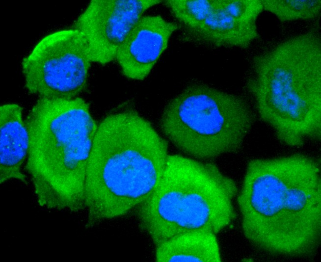 Anti-Phospho-EGFR (Ser695) Antibody (1J343)