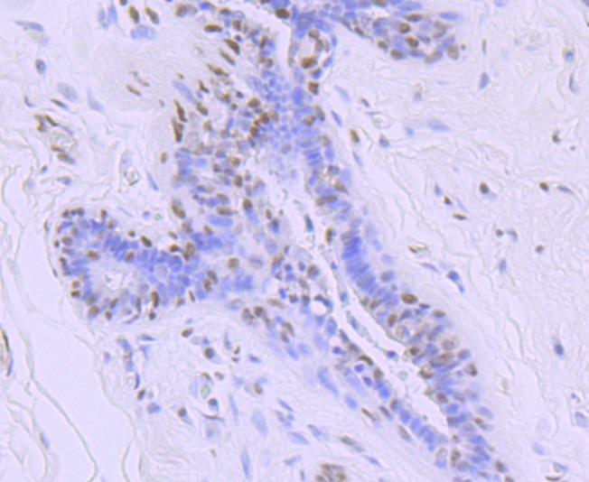 Anti-Phospho-POLR2A (Ser5) Antibody (1R812)