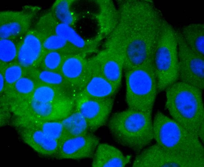 Anti-PIK3CA Antibody (8O55)
