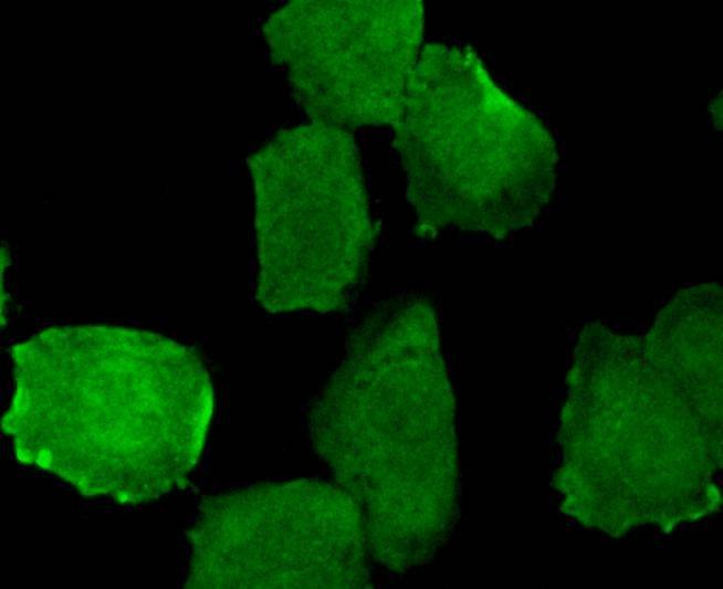 Anti-Phospho-EGFR (Y1173) Antibody (4R680)