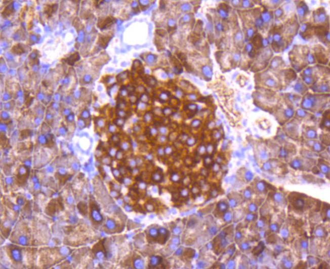 Anti-Phospho-FOXO3 (Ser253) Antibody (7U72)