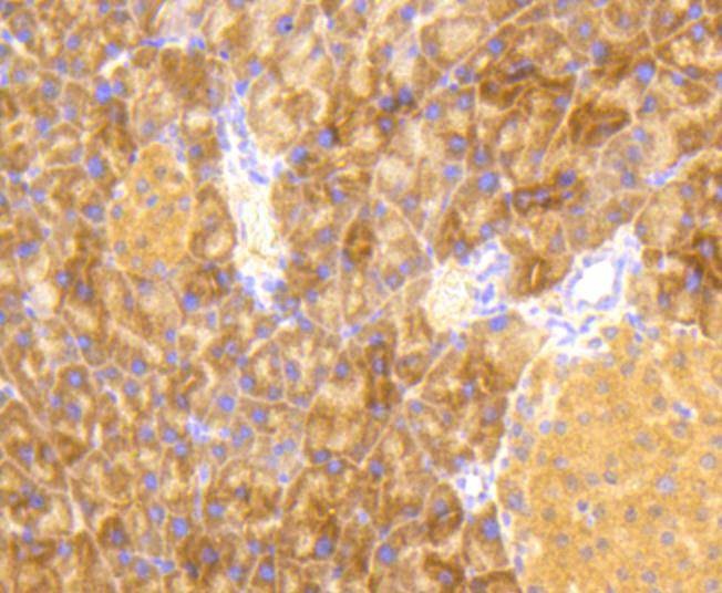 Anti-Phospho-eIF2α (Ser51) Antibody (1F908)