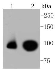 Anti-Phospho-NFE2L2 (Ser40) Antibody (7L44)