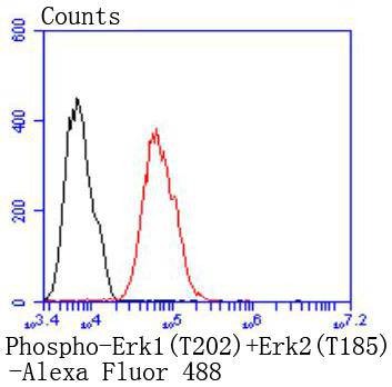 Anti-Phospho-ERK1/2 (Thr185) Antibody (1B497)