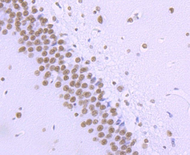 Anti-Phospho-POLR2A (Ser2) Antibody (2B504)