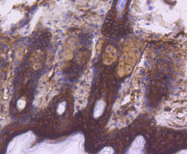 Anti-Phospho-EGFR (Tyr1092) Antibody (6T663)