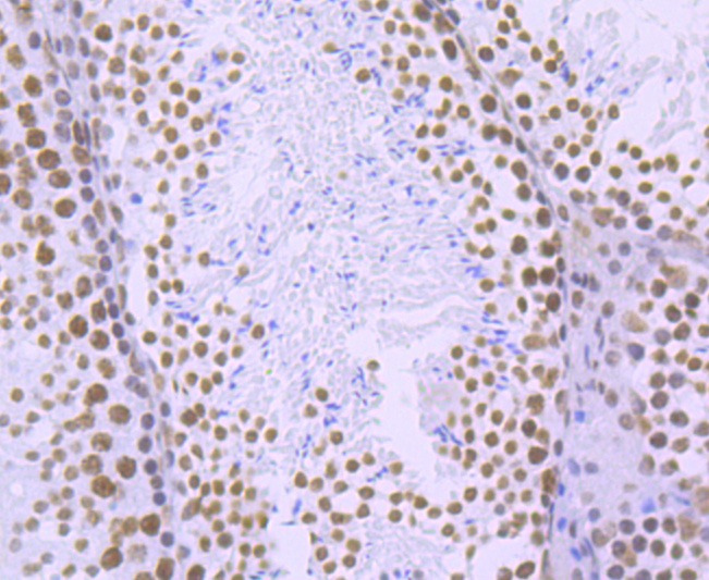 Anti-Phospho-POLR2A (Ser2) Antibody (2B504)