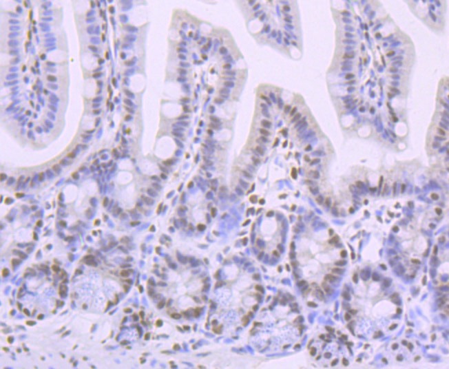 Anti-Phospho-CREB1 (Ser133) Antibody (4I795)