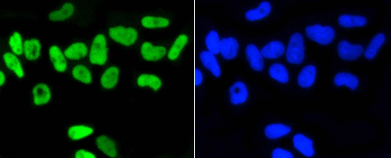 Anti-Phospho-NFE2L2 (Ser40) Antibody (7L44)
