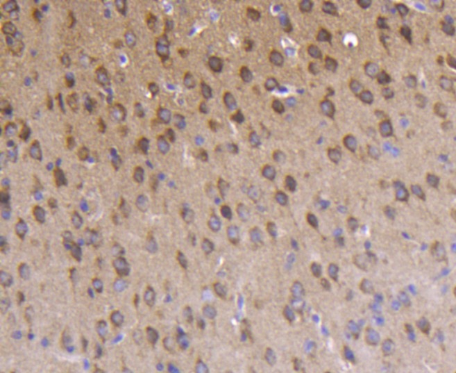 Anti-Phospho-PRKCZ (Thr560) Antibody (2L99)