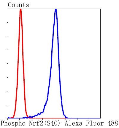 Anti-Phospho-NFE2L2 (Ser40) Antibody (7L44)