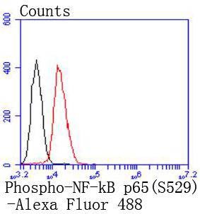 Anti-Phospho-NF-kB p65 (Ser529) Antibody (7B945)