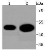 Anti-Phospho-CDC37 (Ser13) Antibody (9L752)
