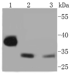 Anti-Phospho-CDK2 (Tyr15) Antibody (3L907)