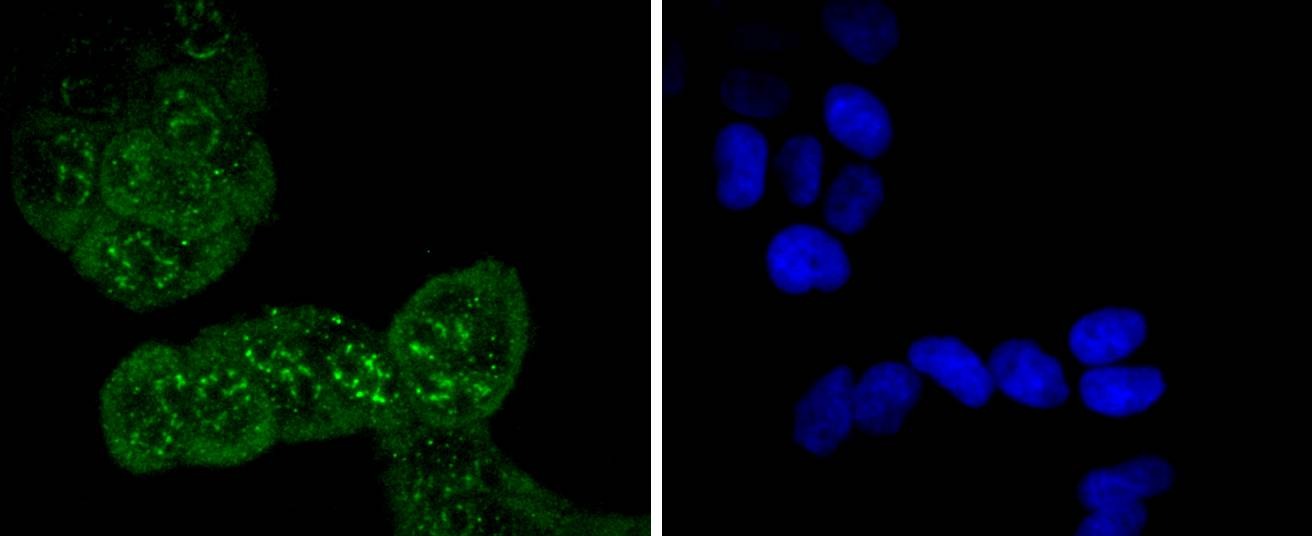 Anti-Phospho-CDC6 (Ser54) Antibody (7Q442)