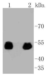 Anti-Phospho-p53 (Ser392) Antibody (2F452)