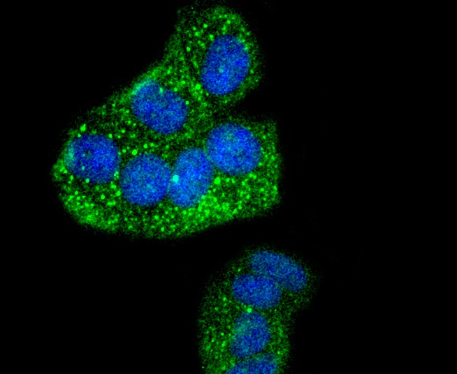 Anti-Phospho-IRF3 (Ser386) Antibody (8Z898)