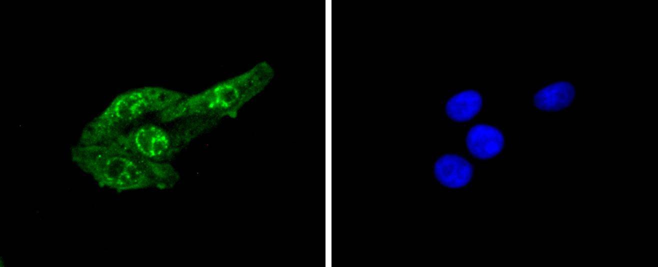 Anti-Phospho-CDC6 (Ser54) Antibody (7Q442)